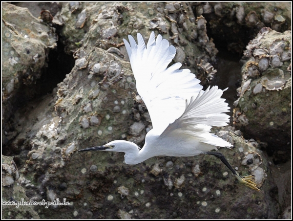 Aigrette garzette